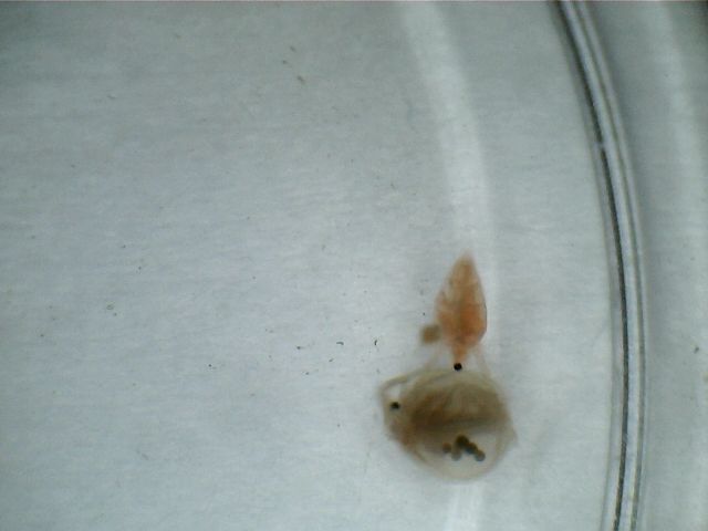 Daphnia