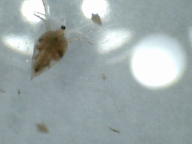 daphnia2