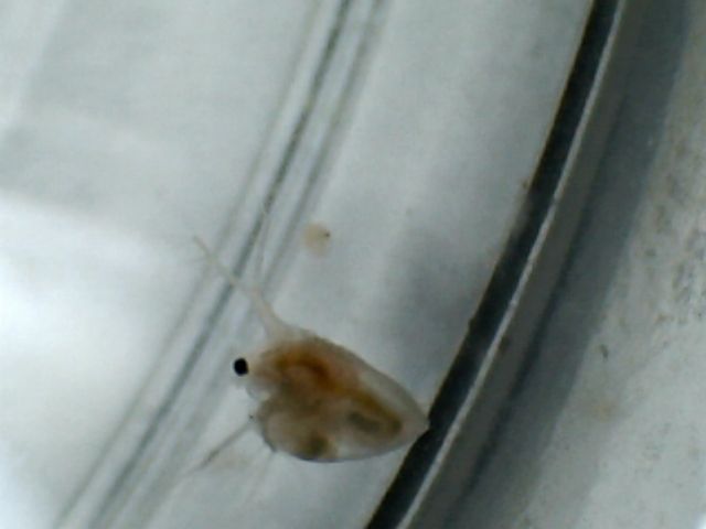 daphnia3