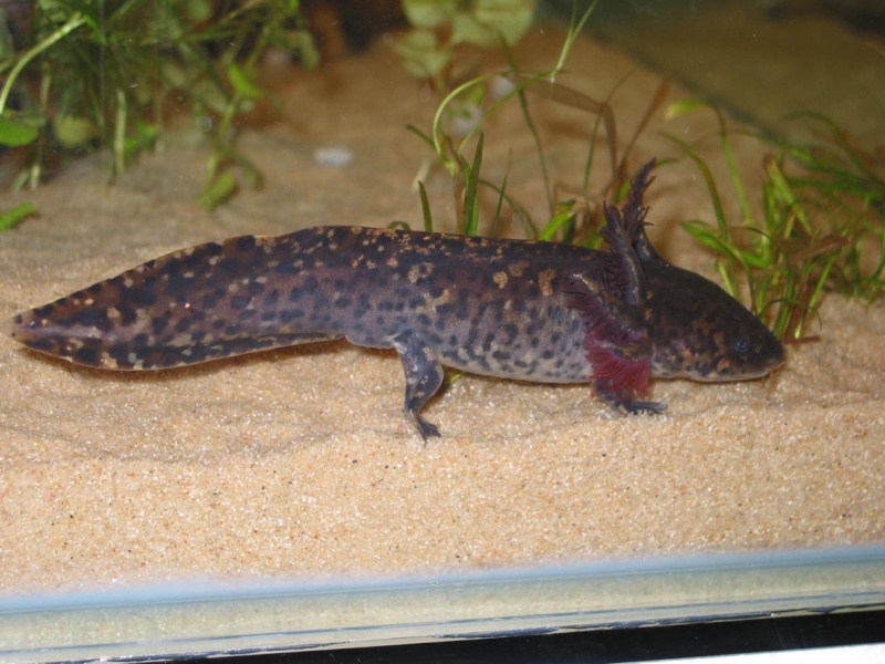 Dark colored adult male