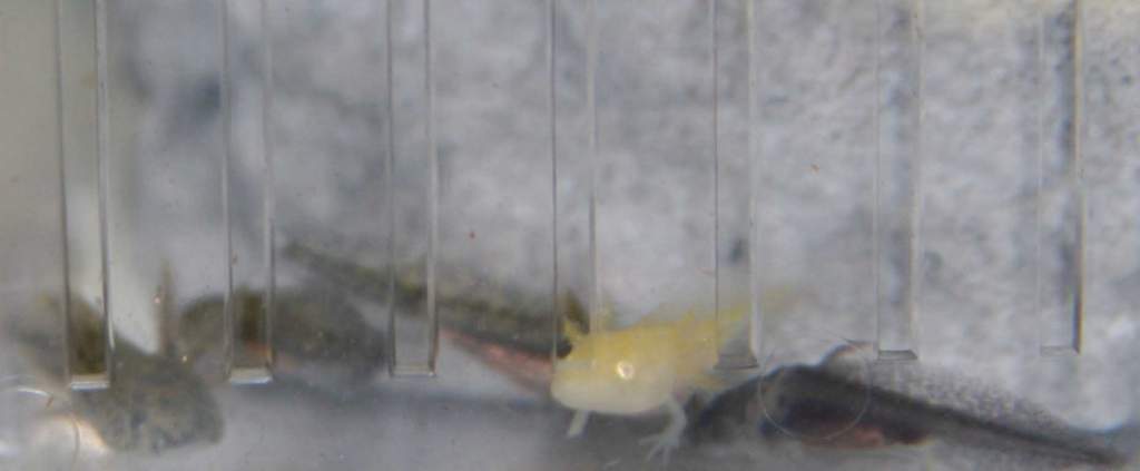 dark gold albino with 3 wildtypes and a melanoid (Sterling) week 2