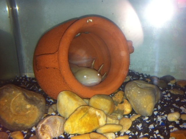 Darnell in his little home.