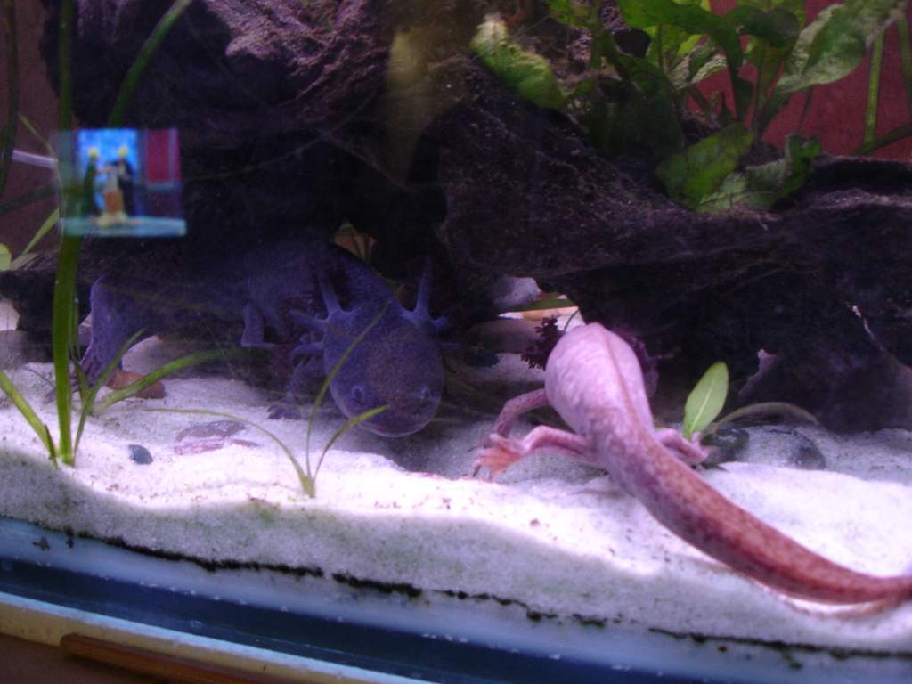 Dart and froggie. Dont ask why i called the olive one froggie, Its just wierd.