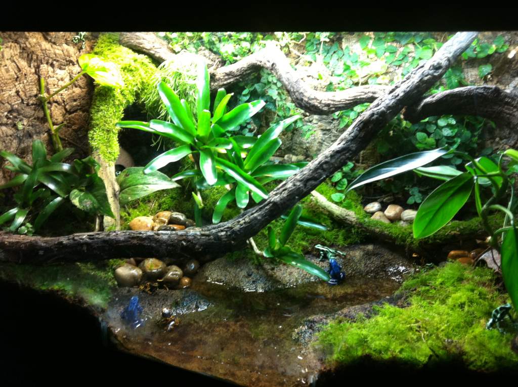 Dart Frog setup Newts and Salamanders Portal