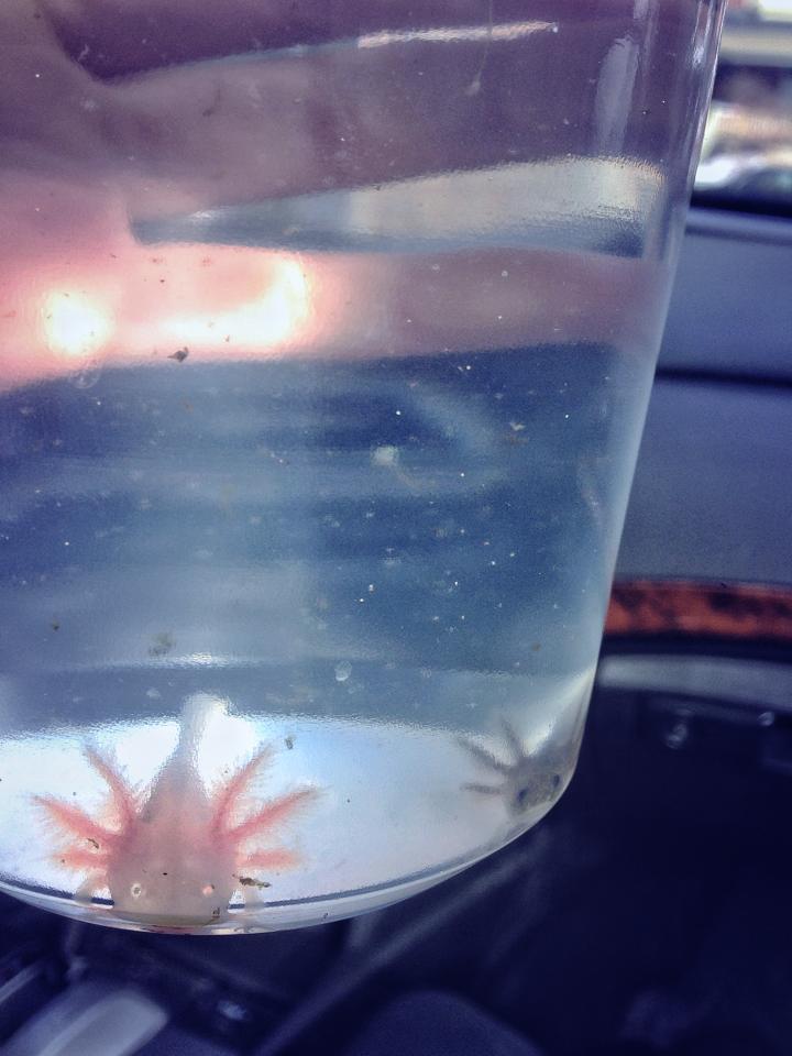 Darwin <3