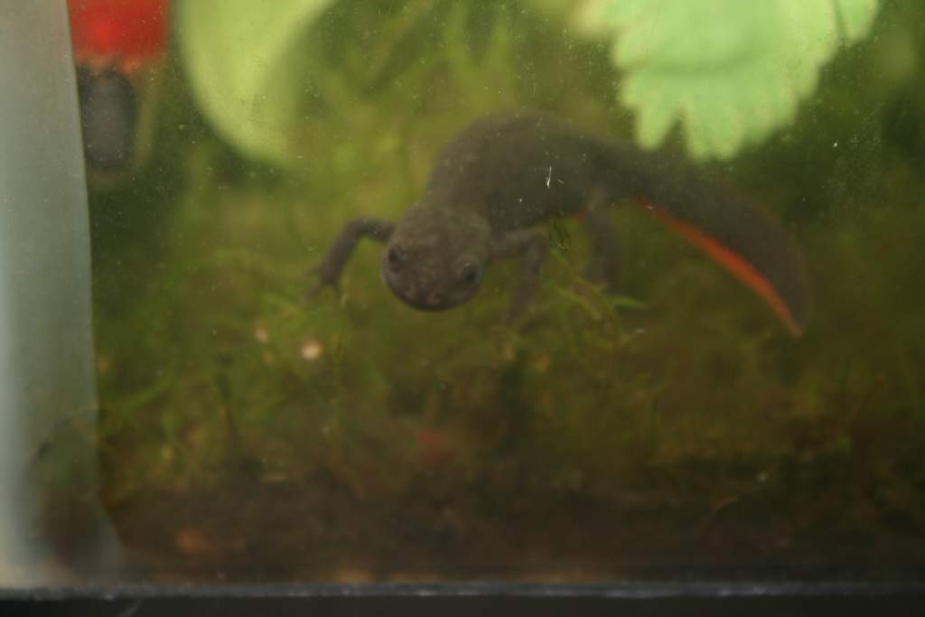 Darwin (F) hanging out near some eggs (Which she later ate most of)