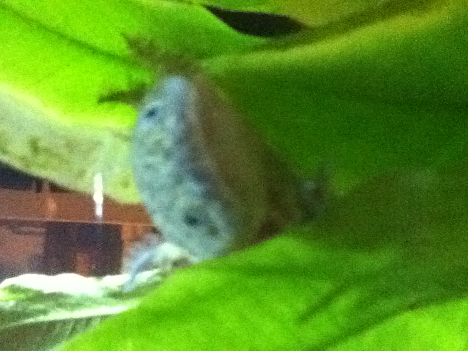 Darwin Hides :(