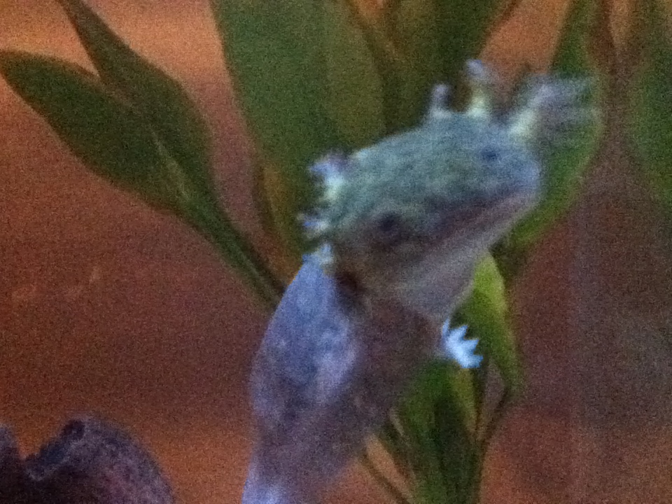 Darwin posing