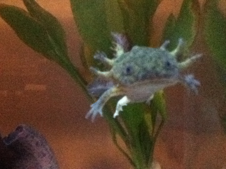 Darwin swims!