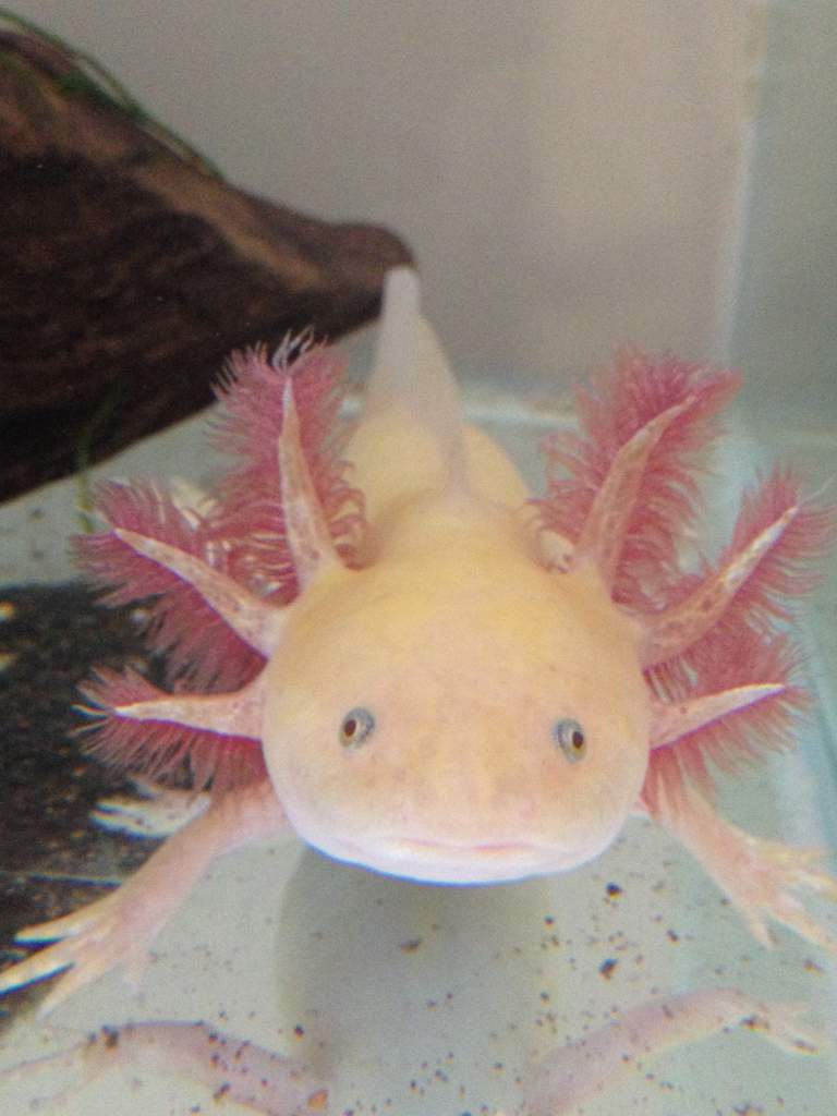 Darwin