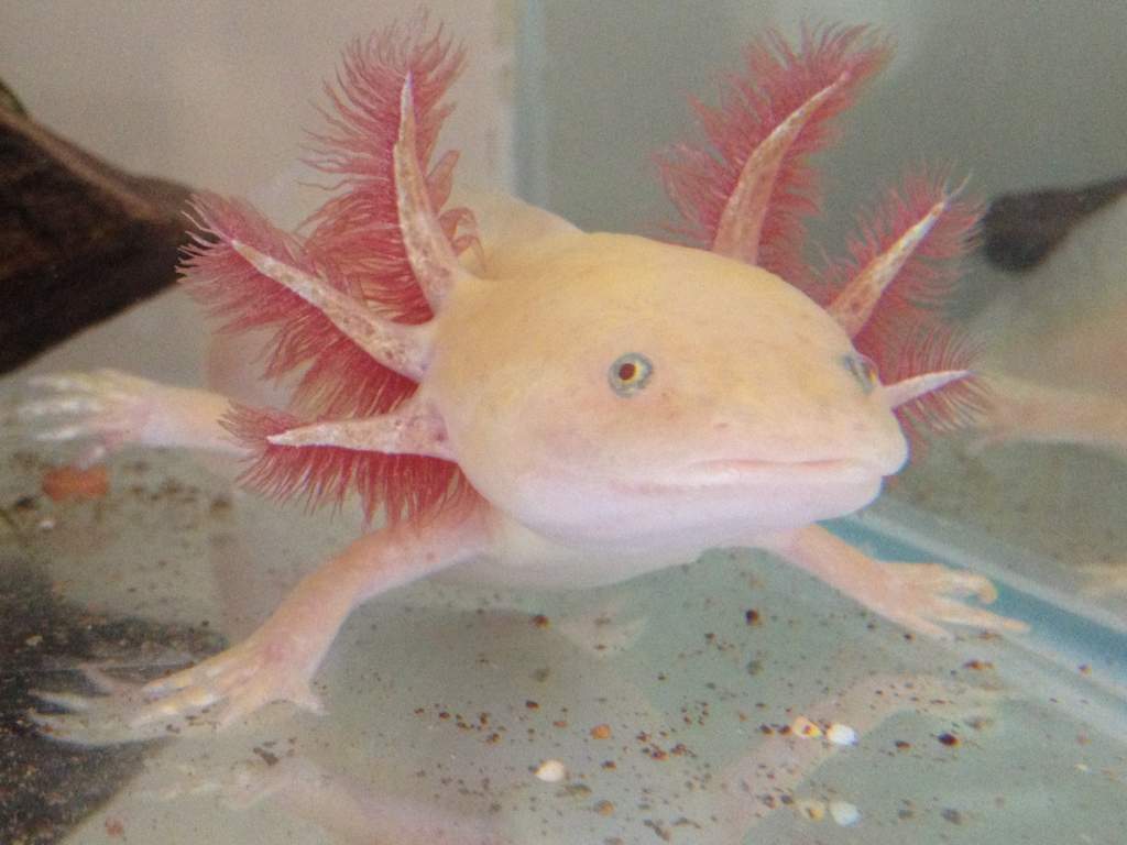 Darwin