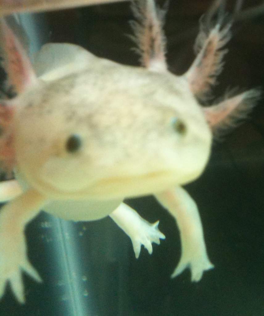 Darwin
