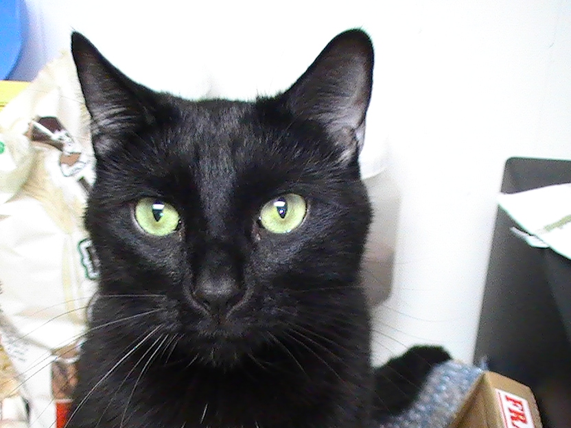 Dash found his mom in the ghetto of North Philly pregnant His brother is Fancy and his sisters are Patch and Foo.  He hates the dog