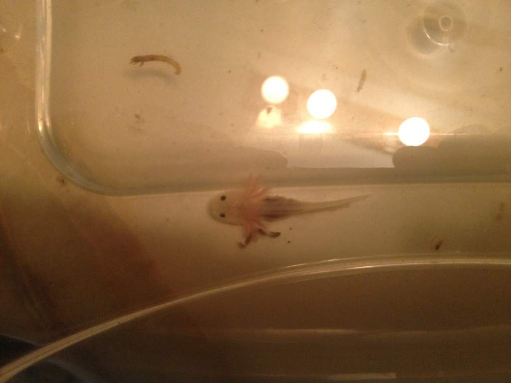 Day 1 - about 6 weeks old
