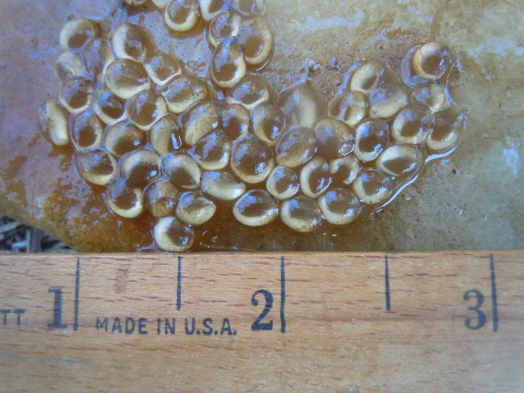 Day 17   3rd photo   ruler made and eggs laid in the USA