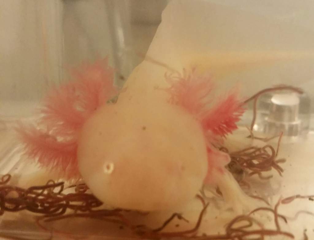 Day 22 of gill...growth? 
Feeling like the worst axie mom ever :(
Thea kamikazed out of her tank last night, fell 5 feet and broke 2 gill stalks. Than