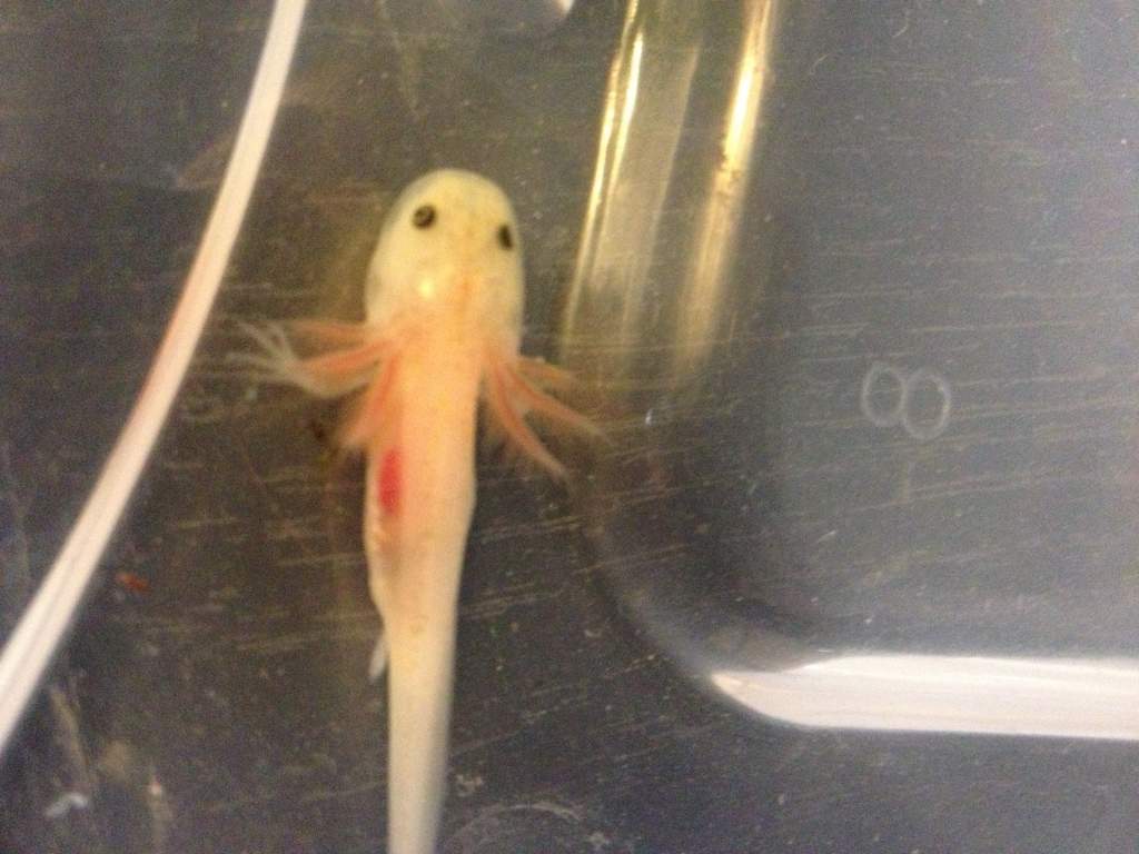 Day 5 - look at those leg buds!