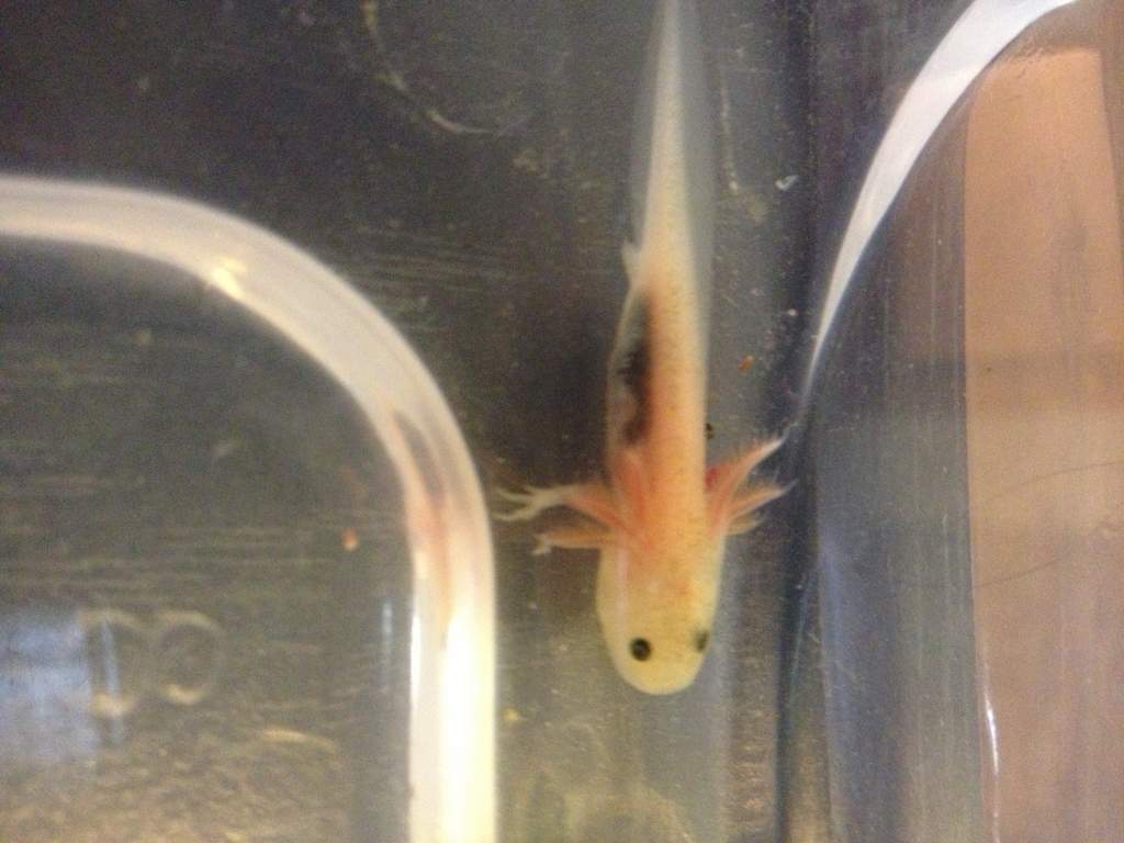 Day 5 - look at those leg buds!