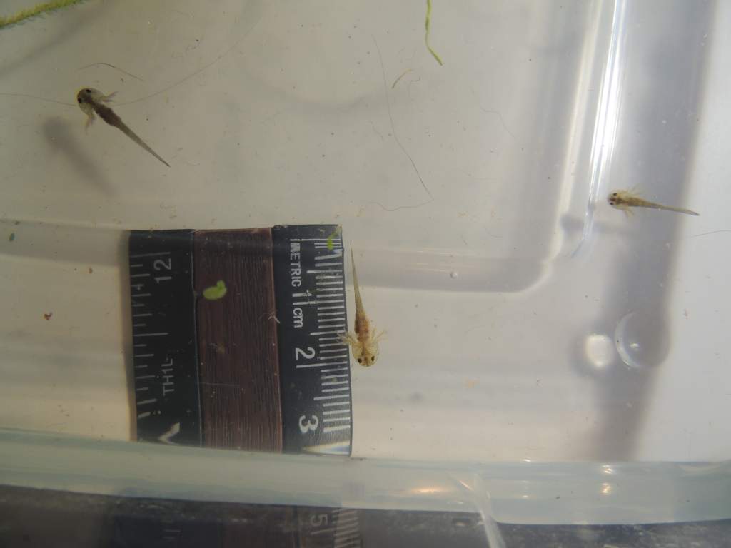 Day 7 May 10: All about 2cm now. Lost my preme and one with a deformed tail but the remaining 6 seem fat and happy :)