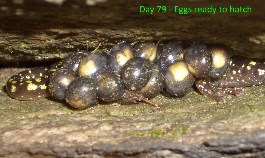 Day 79