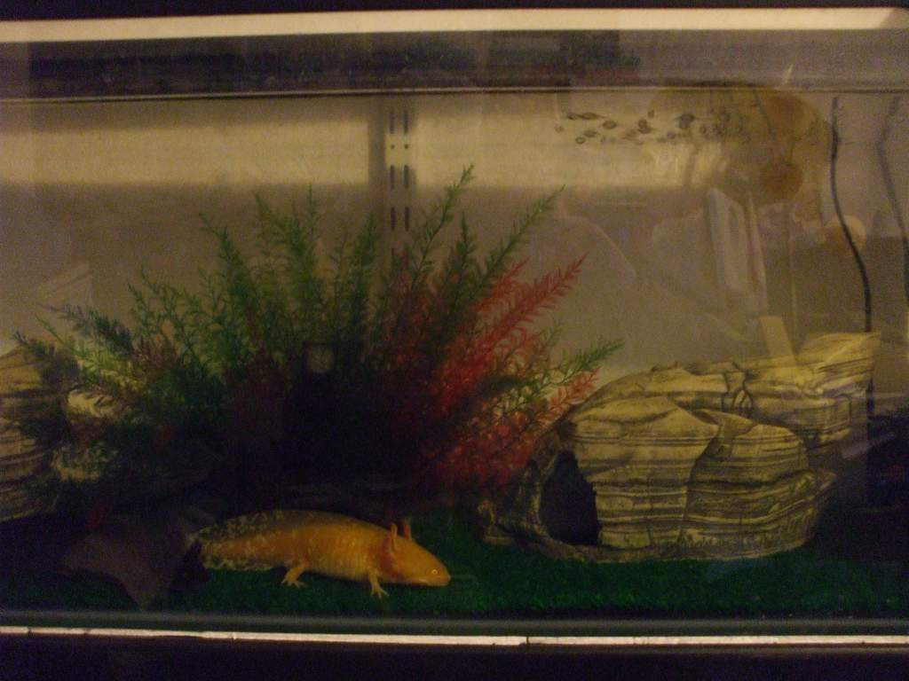 Ddraig
02/03/11