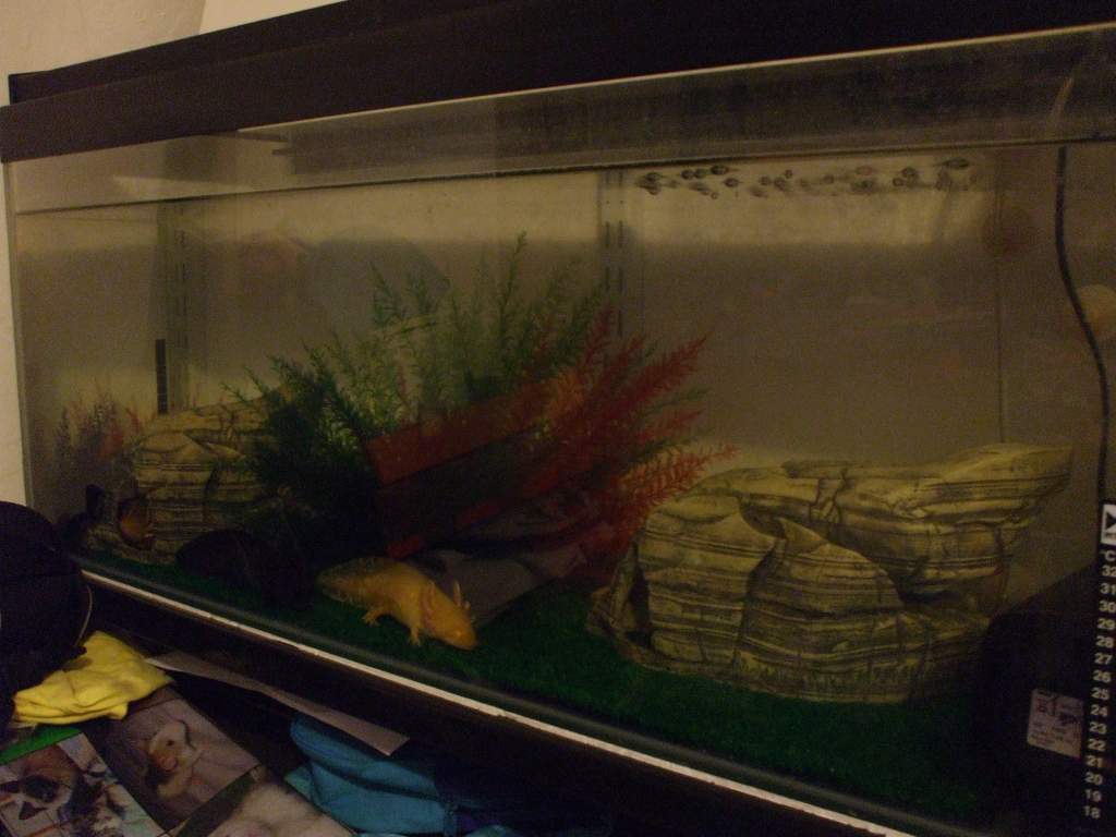 Ddraig
02/03/11