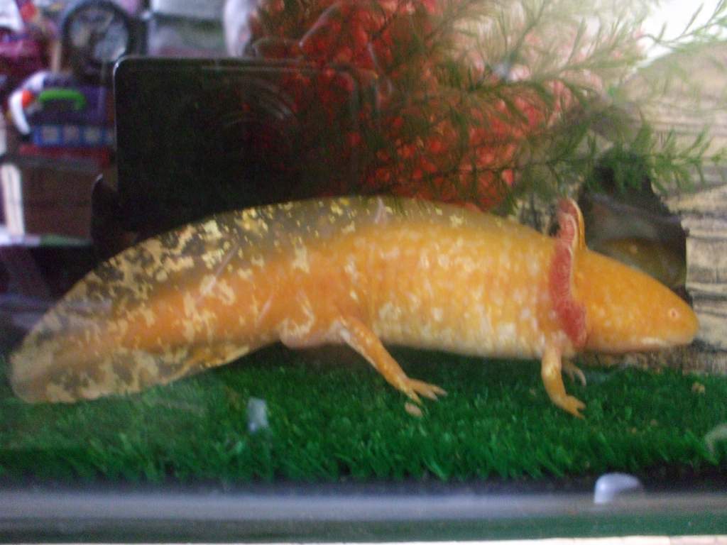 Ddraig
09/03/11