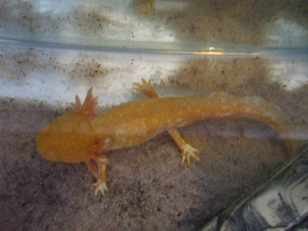 Ddraig
11/06/11