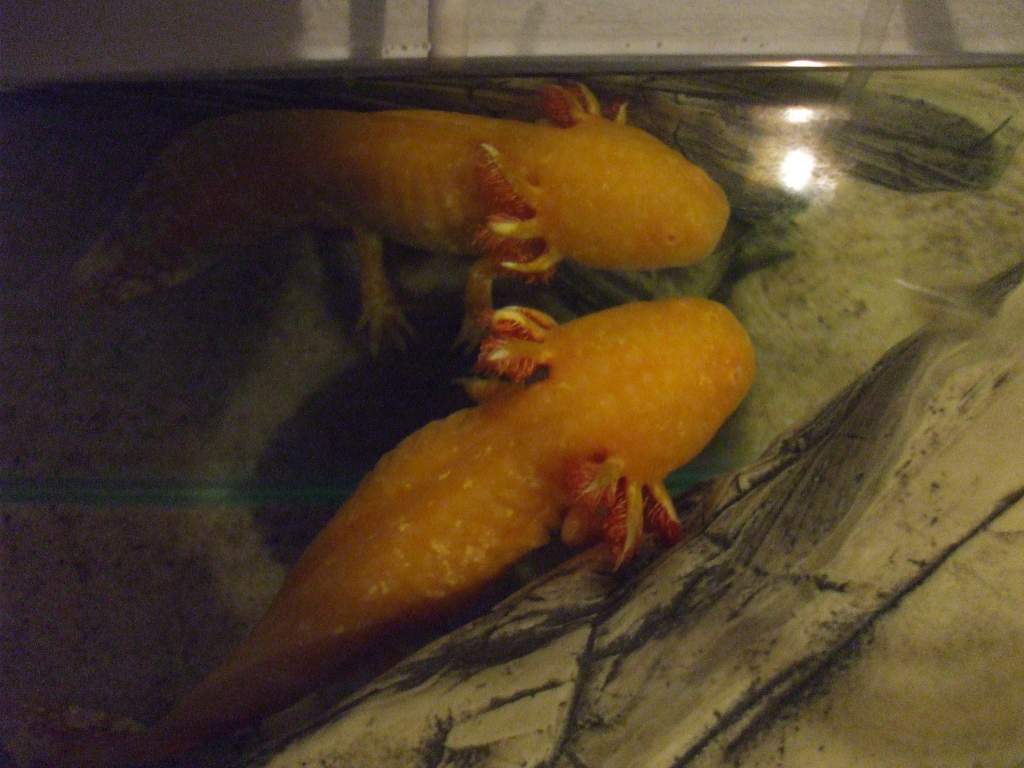 Ddraig, having a little chat with his "twin".
16/06/11