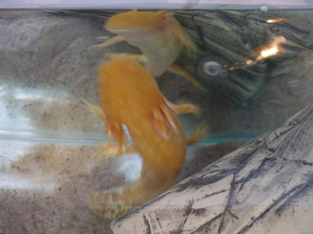 Ddraig - "Oh, Herro!"
11/06/11