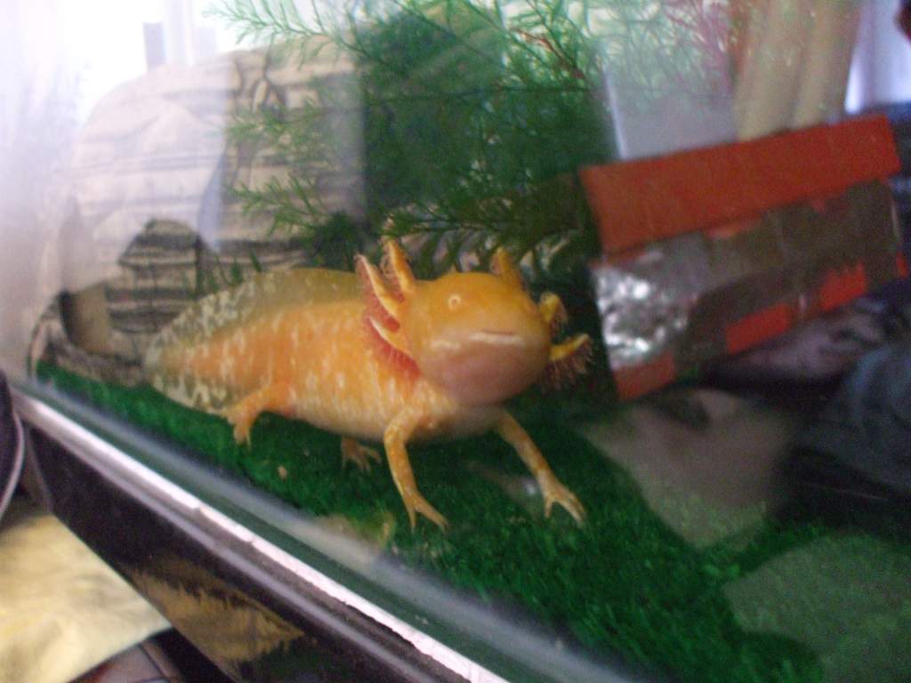 Ddraig (Welsh for "dragon")
01/03/11