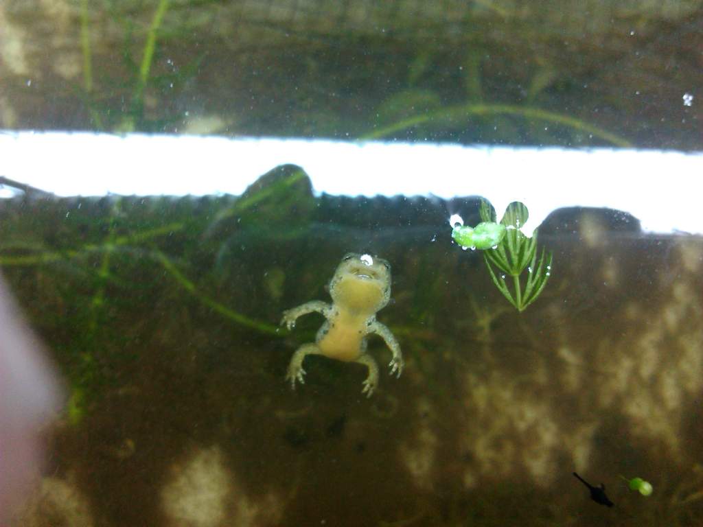 dead alpine newt