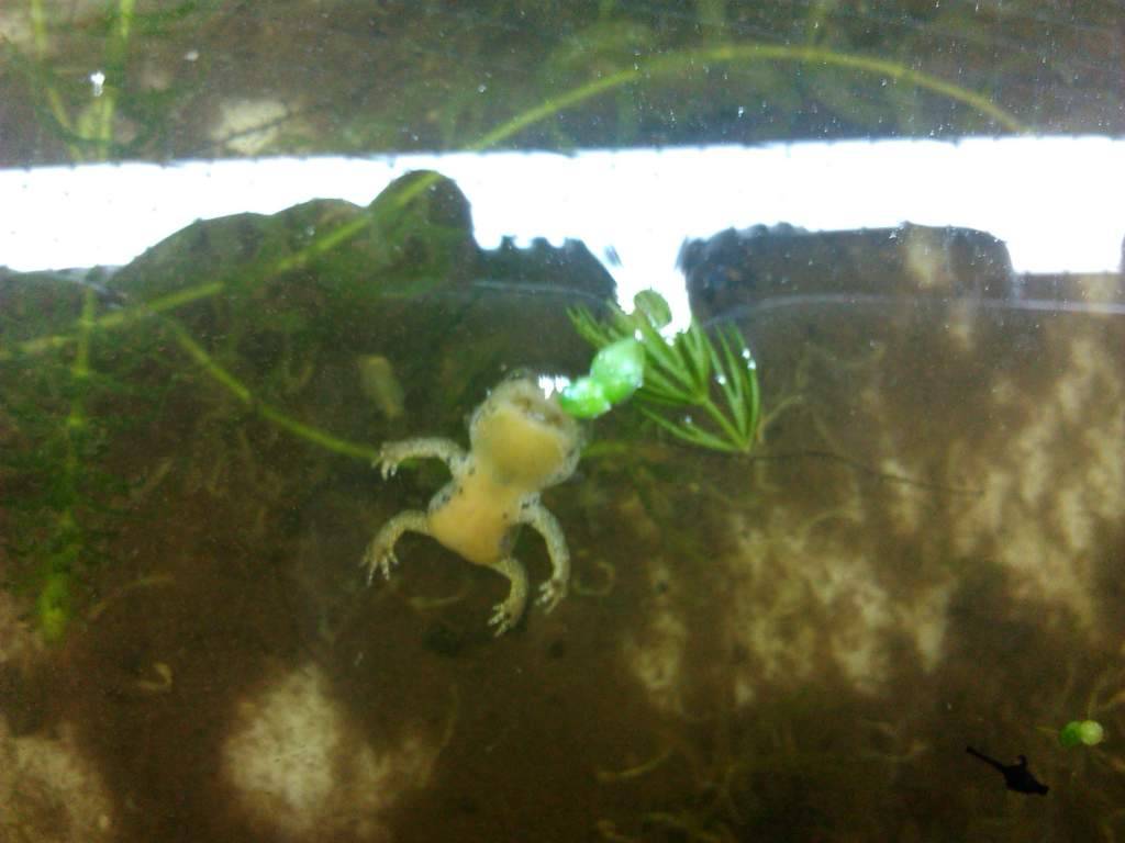 dead alpine newt