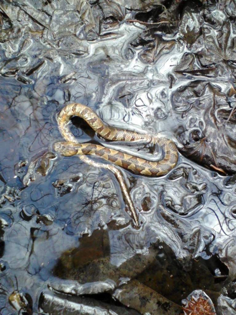 Dead watersnake we found. Probably froze to death after a nice warm day.