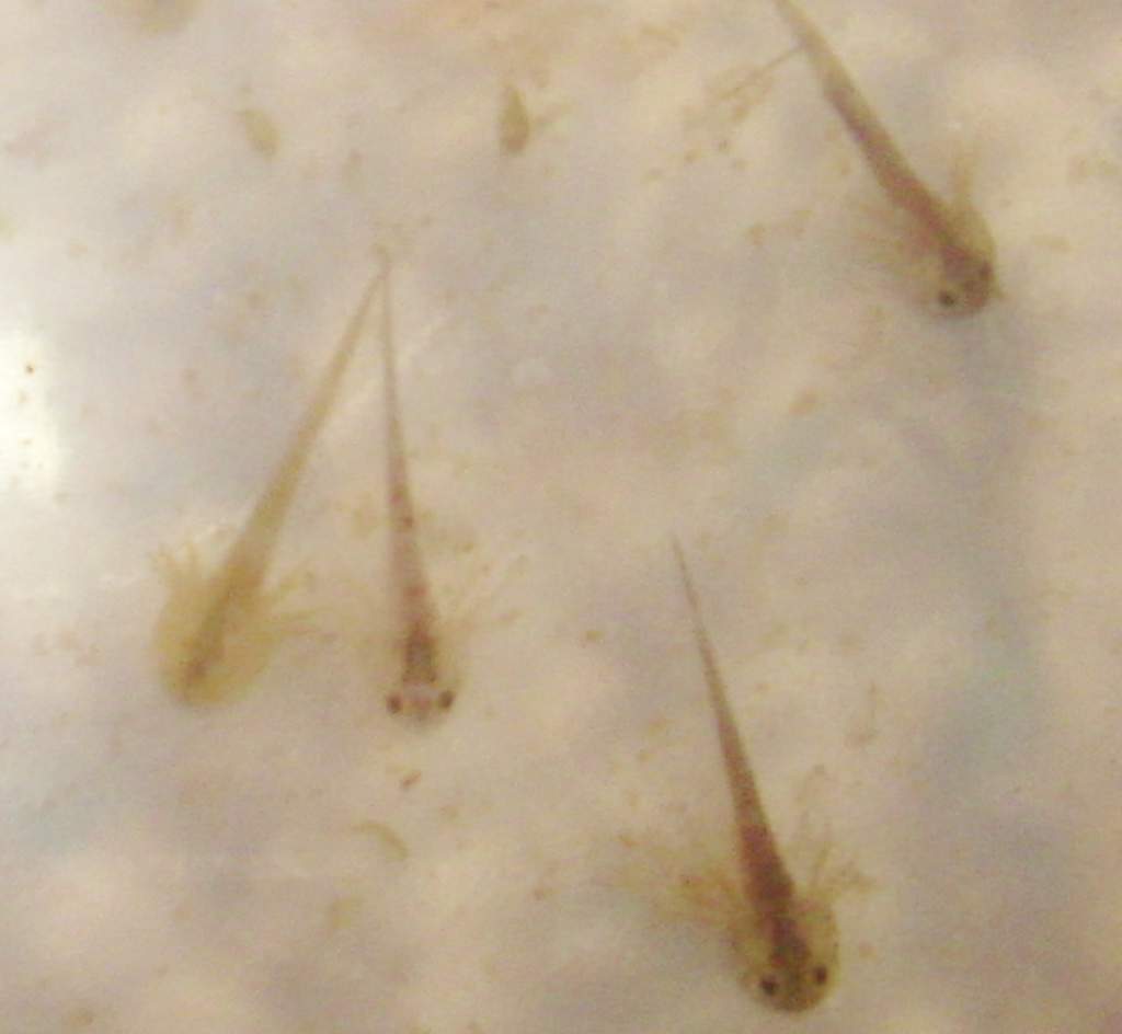 December clutch 2012 ( Wildtype, Albino, Leucistic, Melanoid and a few oddballs)