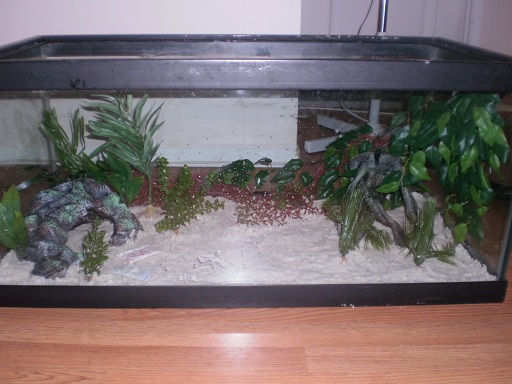 Decorations in New Tank
