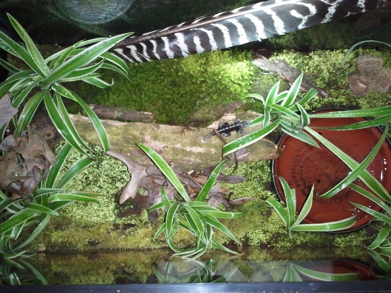 Deena's new enclosure