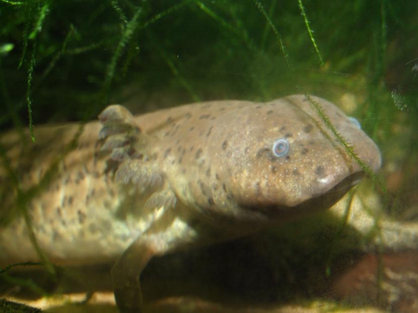defensive male