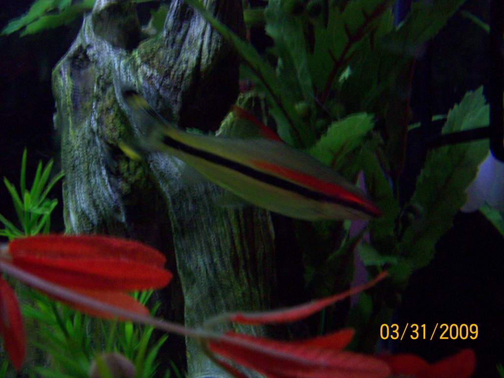 demsi barb or rose line shark