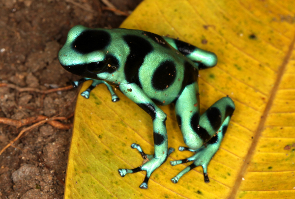 Dendrobates auratus - Green and Black Poison Frog
