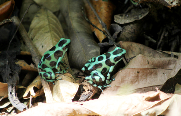 Dendrobates auratus - Green and Black Poison Frog