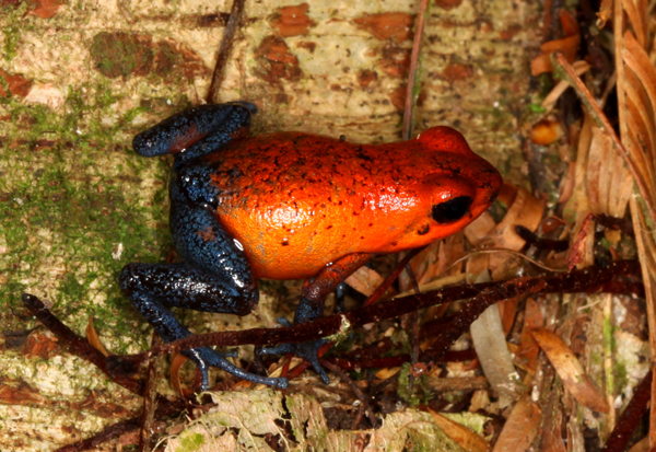 Dendrobates pumilio - Strawberry Poison Frog aka Blue Jeans