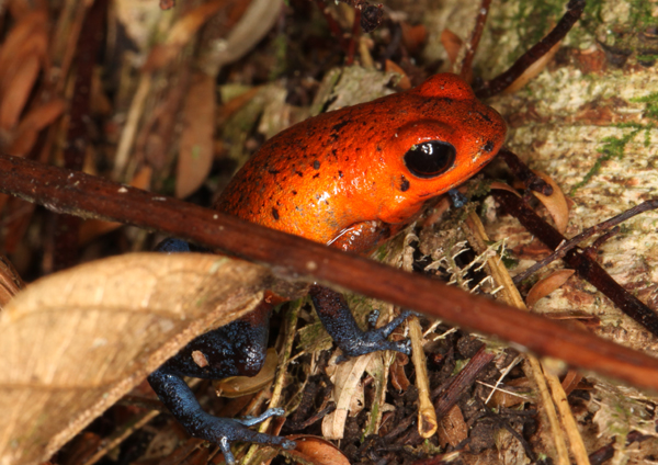 Dendrobates pumilio - Strawberry Poison Frog aka Blue Jeans
