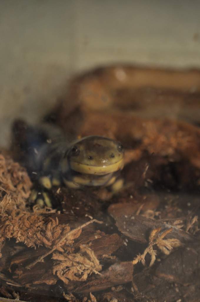 Derp.