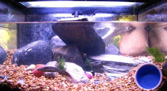 Desi tank "Snewt Zooming" at the time he was in a 10Gal at 4" he is now 5.5" and is content in his new 20 Gal.