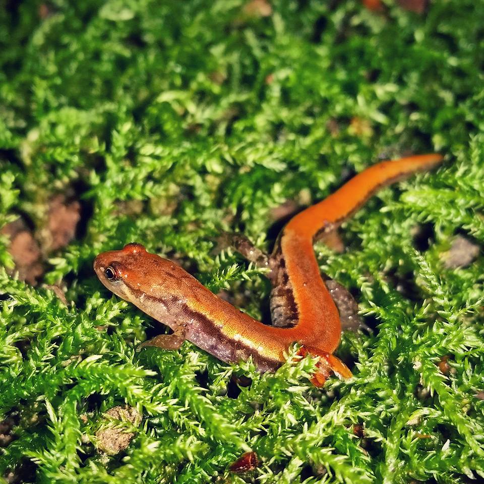 Desmognathus orestes