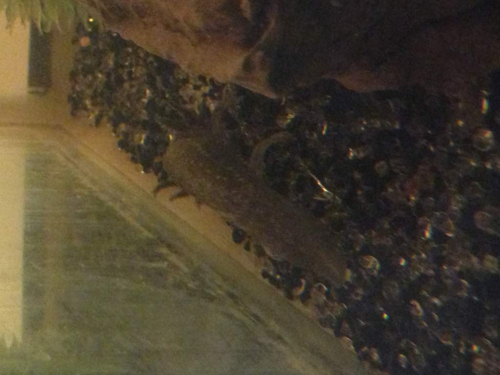 Desmond doesn't like photos being taken :/ Camera shy lol