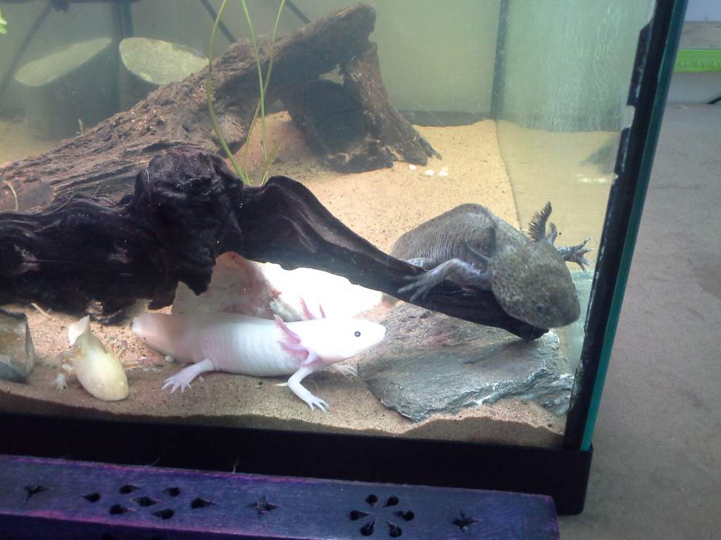 Despite all the room they have, they decided that they would rather keep each othere good company :) Really happy they have settled in so well!