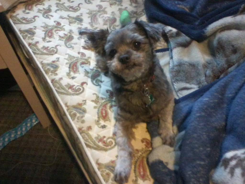 Diablo, my boyfriend's dog that he got when he was younger. We often say that he looks like he's been hit by a truck, but really that's just his face.