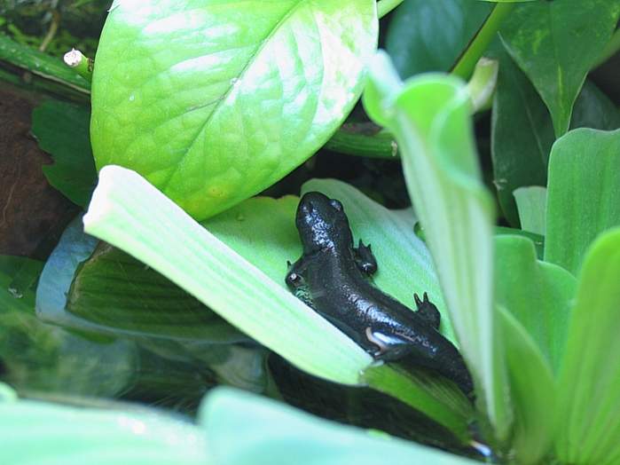 Diana on water lettuce